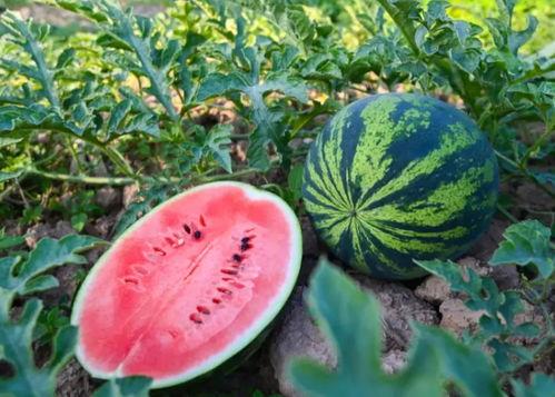 中原吃瓜,吃瓜群众的热闹日常