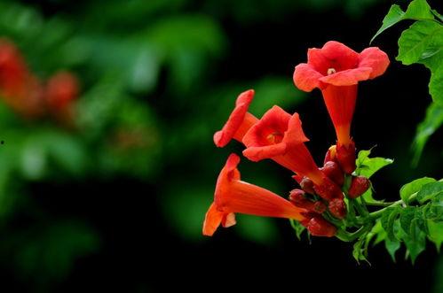 吃瓜系统凌霄依依,揭秘吃瓜系统的魅力与奥秘