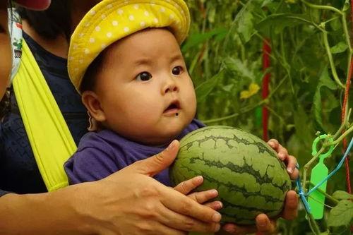 行走吃瓜群,揭秘网络社交新潮流