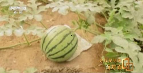 今日吃瓜论坛,热点事件盘点，揭秘娱乐圈幕后真相