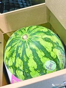 武经吃瓜,吃瓜群众揭秘古代军事秘闻