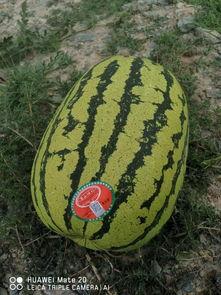 吃瓜 入口,吃瓜群众的狂欢盛宴