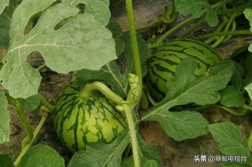 吃瓜系统10,带你领略全新社交体验