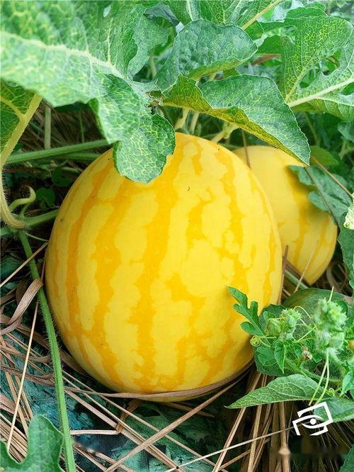 介绍吃瓜,一场味蕾与心灵的盛宴