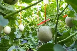 吃网纹瓜的视频,视频带你领略夏日清凉