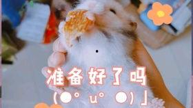 豚豚smam吃瓜,揭秘娱乐圈背后的那些事儿