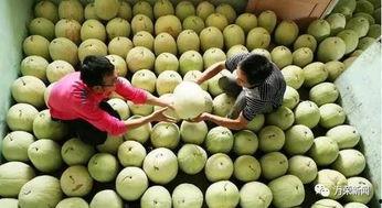 吃三白瓜咳嗽,健康生活新体验