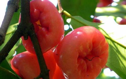 莲雾视频 吃瓜,揭秘吃瓜背后的娱乐真相