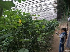 雨后吃瓜图片大全,捕捉夏日清新美味瞬间