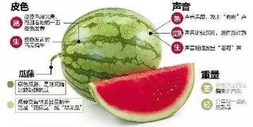 微信成人吃瓜,揭秘网络社交背后的“瓜田”风云