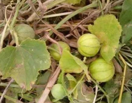 逗瓣吃瓜人才组,揭秘娱乐圈幕后风云