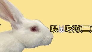 沙雕兔子吃瓜,揭秘娱乐圈幕后真相