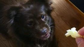 小猫小狗吃瓜,小猫小狗的夏日瓜趣时光