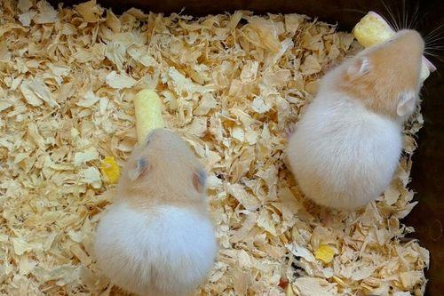 仓鼠吃伊丽莎白瓜好吗,仓鼠食用伊丽莎白瓜的安全性分析