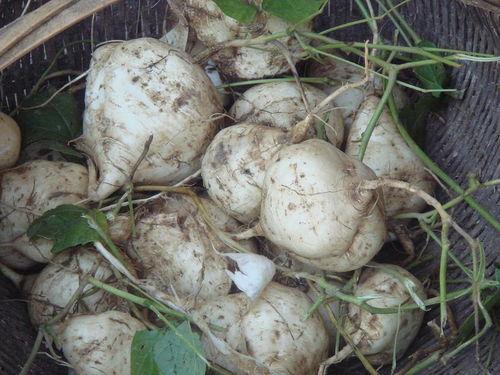 海南的土瓜土瓜怎么吃,海南土瓜的多样食法探索