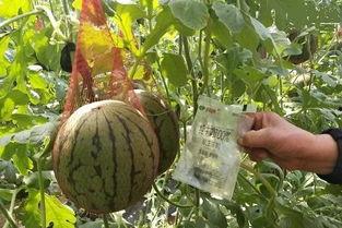 暗雨吃瓜,揭秘娱乐圈背后的秘密与真相