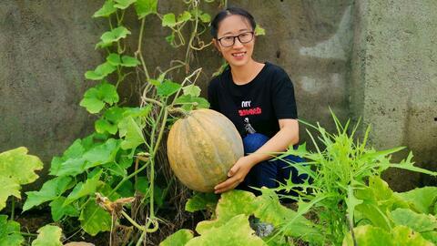 在农村里吃瓜,农村生活里的甜蜜时光