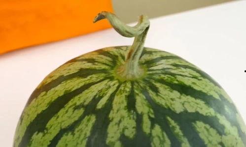 描写吃瓜看瓜的句子,品瓜赏瓜，尽享夏日清凉时光