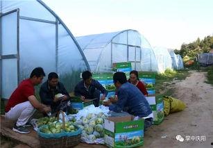 邓州吃瓜群众,吃瓜群众的欢乐时光