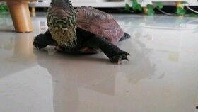 乌龟可以吃龙瓜吗