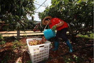 曹县吃瓜视频最近,揭秘网络热点的背后故事