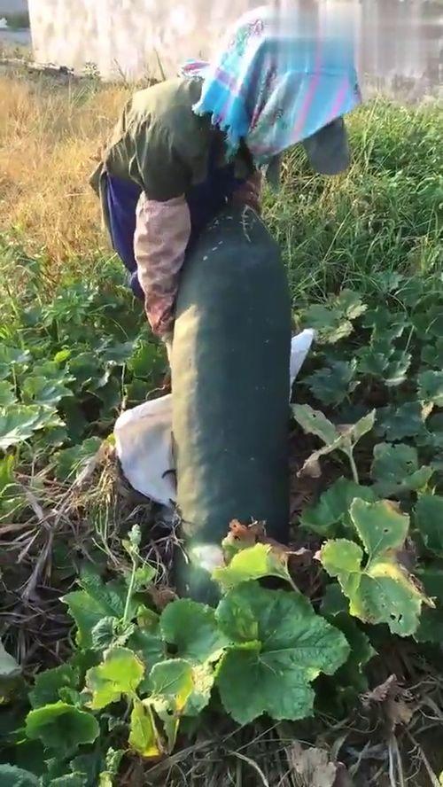 吃瓜后肚子烂了,揭秘过度吃瓜的危害