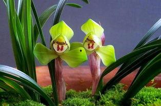 春兰在线吃瓜,揭秘网络吃瓜背后的趣味与真相