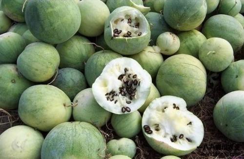 欧洲全体华人吃的瓜