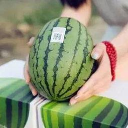 吃瓜群众等待企鹅
